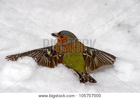 Chaffinch