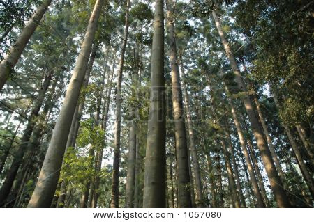 Bunya borovice