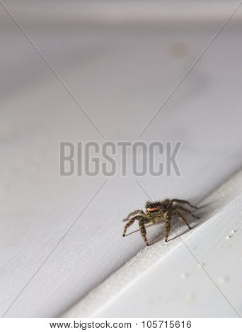 Macro Shot Of A Jumping Spider (marpissa Muscosa)