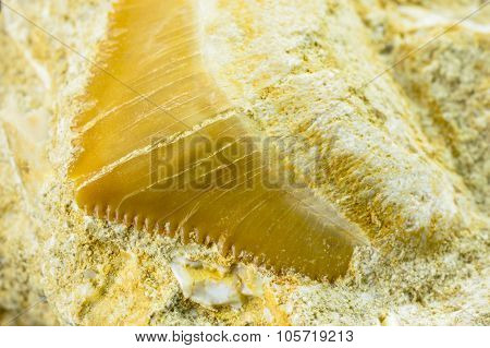 Shark Tooth Fossil
