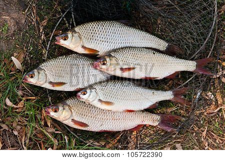 Pile Of Freshwater Roach Fish As Background.