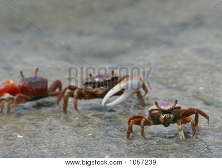 Fiddler_Crabs
