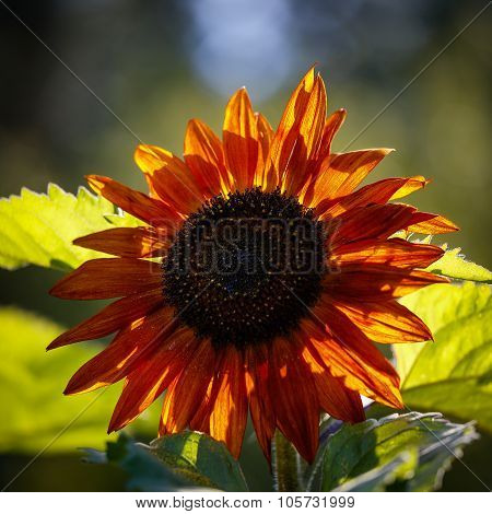 Close-up Of  Redish Sunflower