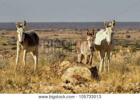 Donkeys In Namibia