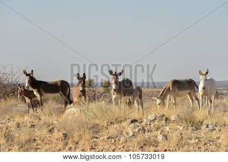 Donkeys In Namibia