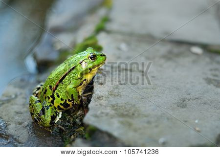 Frog on the rocks near a pond
