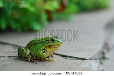 Frog on the rocks near a pond