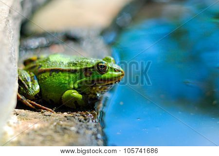 Frog on the rocks near a pond