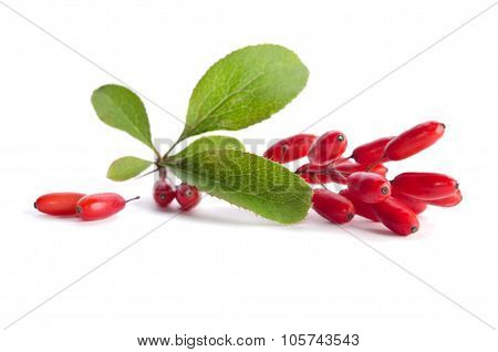 Ripe Barberries  Isolated On White Background
