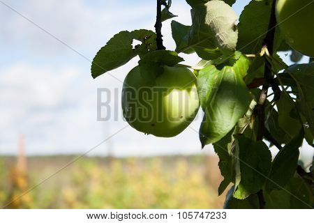 Apple On A Branch