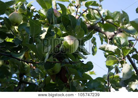 Apple On A Branch