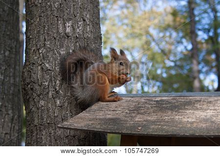 Squirrel In Park