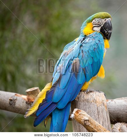 Blue and Gold Macaw (Ara ararauna)