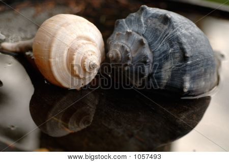 Coppia di gusci di conchiglia