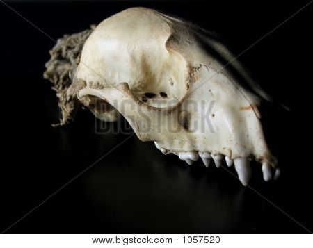 Skulliso