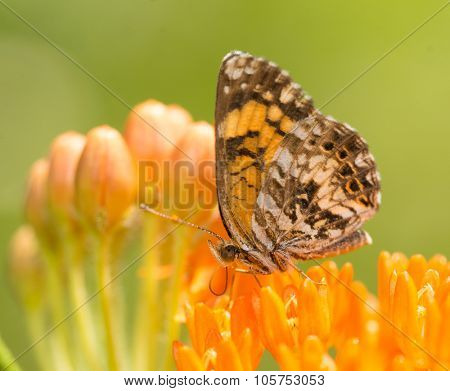 Gorgone Checkerspot butterfly feeding on an orange Butterflyweed
