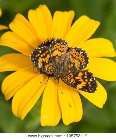 Dorsal view of a Gorgone Checkerspot butterfly on a yellow Black-eyed Susan flower