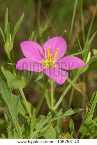 Meadow Pink, Sabatia campestris flower in summer