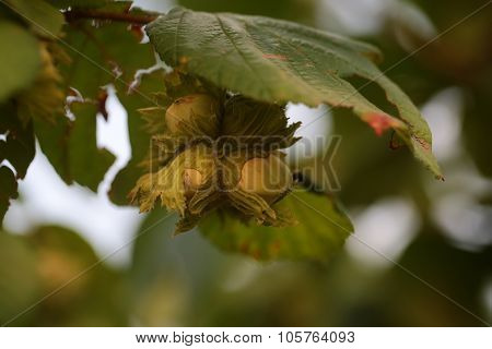 Hazelnuts With Leaves