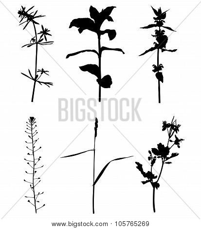 Set Silhouette Summer Plants
