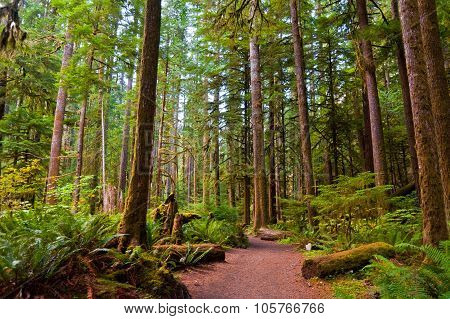 Path To Marymere Falls