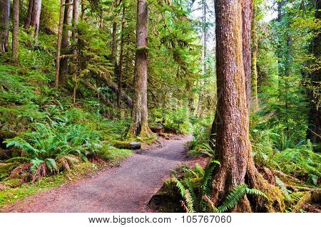 Path To Marymere Falls