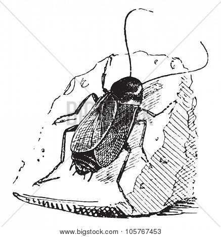 Cockroach, vintage engraved illustration. Dictionary of words and things - Larive and Fleury - 1895.