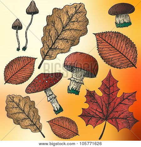 Autumn background. Isolated objects.