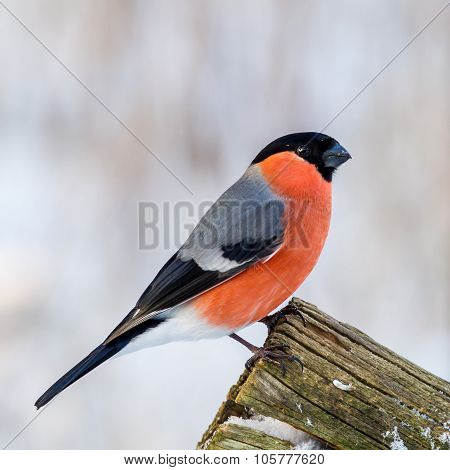 Bullfinch On The Edge