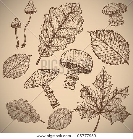 Autumn background. Isolated objects.