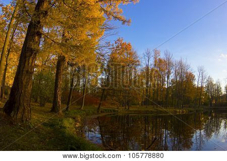 Sunny autumn landscape
