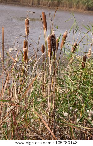 Cattail mace (Typha latifolia)