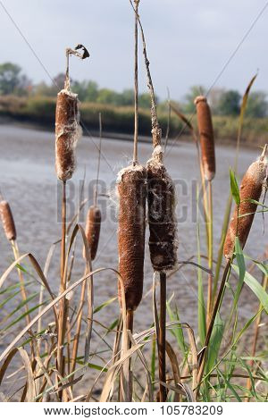 Cattail mace (Typha latifolia)