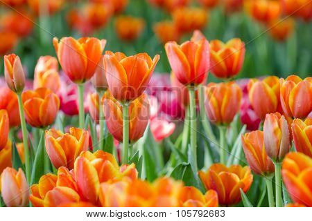 Blooming Spring Flowers Tulips In The Garden