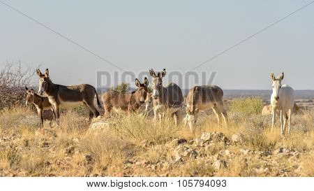 Donkeys in Namibia