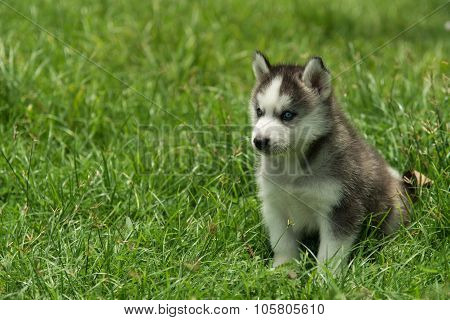 Siberian In Green Grass