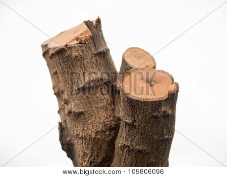 Cut Of Fresh Tree