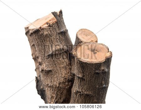 Cut Of Fresh Tree