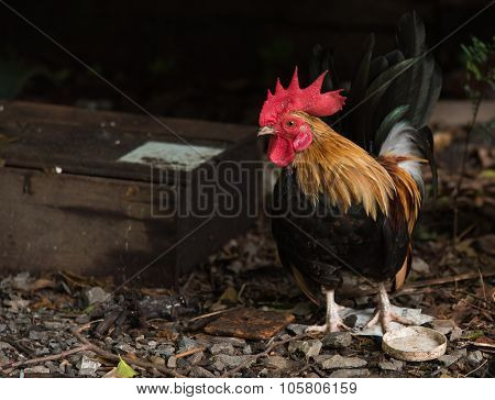 A Bright Color Cock