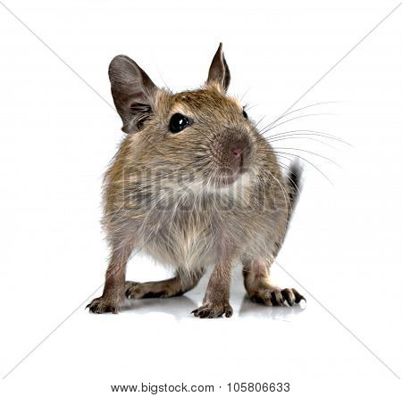 Cute Small Baby Rodent Degu Pet