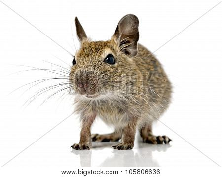 Cute Small Baby Rodent Degu Pet