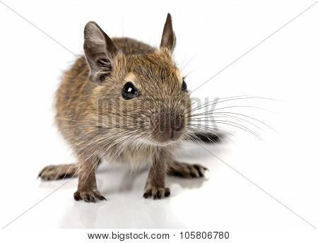 Cute Small Baby Rodent Degu Pet Closeup