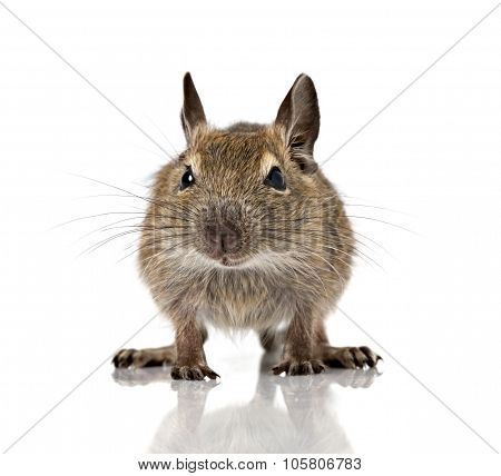 Cute Small Baby Rodent Degu Pet Closeup