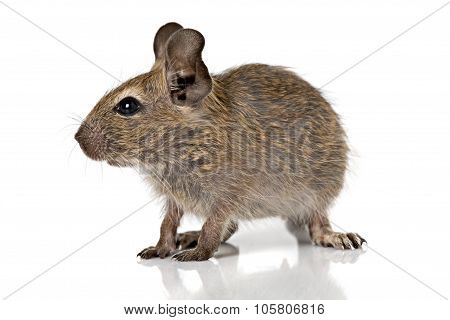 Cute Small Baby Rodent Degu Pet
