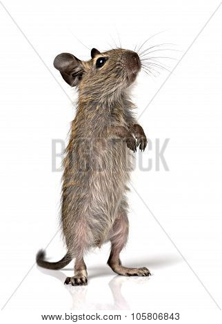 Cute Small Baby Rodent Degu Pet