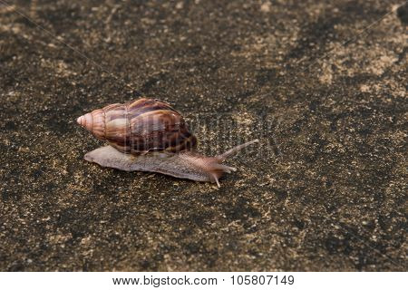 Snail On Stone Floor