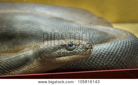 Python in the terrarium