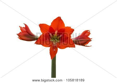 flower with red petals close-up isolated on white background
