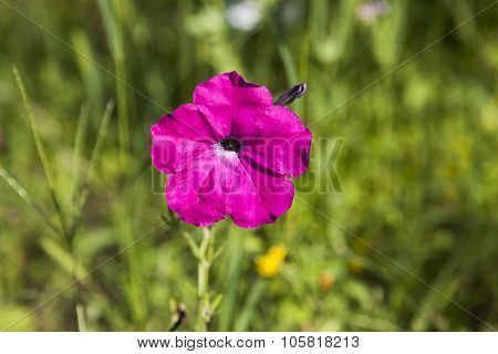the plant with purple petals close up