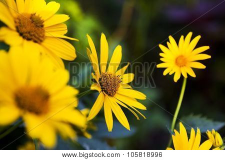 the yellow flowers close up in the day